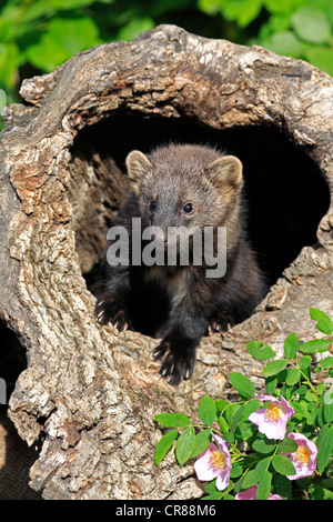 Fisher (Martes Pennanti), jung, 14 Wochen alt, Blick aus der Burrow, Montana, North America, USA Stockfoto