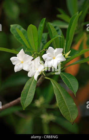 Selbstmord-Baum, Pong Pong und Othalanga (Cerbera Odollam), Blumen, Kota Kinabalu, Sabah, Malaysia, Borneo, Asien Stockfoto