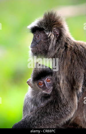 Silbrig Gruppen, Silvered Blatt Affen oder silbrig Languren (Trachypithecus Cristatus), Mutter mit jungen, Labuk Bay, Sabah, Borneo Stockfoto