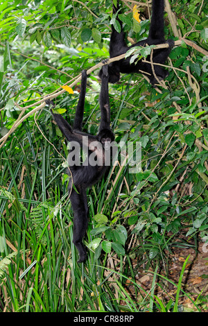 Peruanische Klammeraffe (Ateles Chamek), hängen am Baum, Singapur, Asien Stockfoto