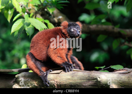Roten Ruffed Lemur (Varecia Rubra), Singapur, Asien Stockfoto