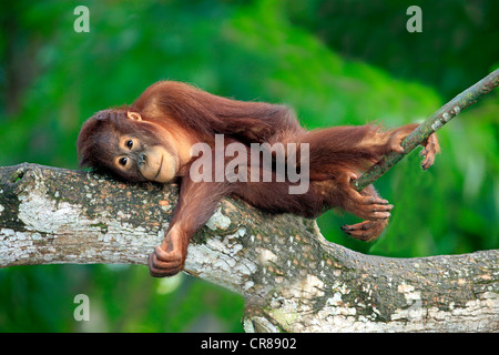 Bornean Orang-Utans (Pongo Pygmaeus), halbwüchsigen jungen ausruhen, entspannen, Singapur, Asien Stockfoto