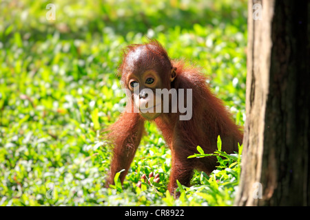 Orang-Utan (Pongo Pygmaeus), junge, Singapur, Asien Stockfoto