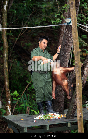 Bornean Orang-Utans (Pongo Pygmaeus), junge Flasche wird durch ein Torwart, Sepilok Rehabilitation Centre, Sabah, Asien Stockfoto