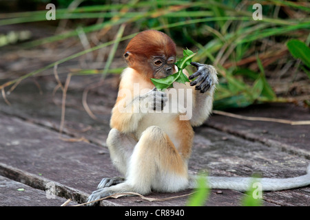 Nasenaffe oder Langnasen-Affe (Nasalis Larvatus), jung, Labuk Bay, Sabah, Borneo, Malaysia, Asien Stockfoto