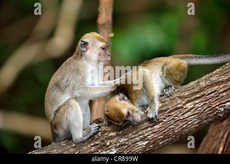 Zwei lange tailed Makaken (Macaca Fascicularis), Pflege, soziales Verhalten, Labuk Bay, Sabah, Borneo, Malaysia, Asien Stockfoto