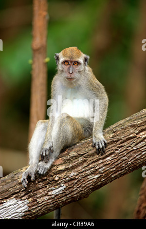 Long-tailed Macaque (Macaca Fascicularis) am Baum, Labuk Bay, Sabah, Borneo, Malaysia, Asien Stockfoto