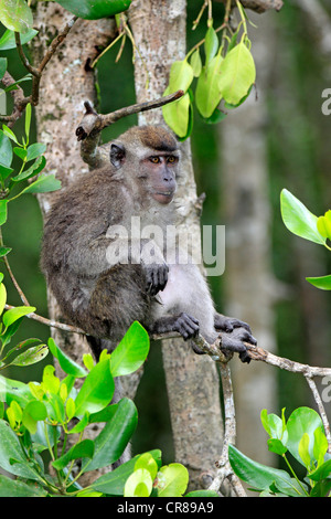 Long-tailed Macaque (Macaca Fascicularis) am Baum, Labuk Bay, Sabah, Borneo, Malaysia, Asien Stockfoto