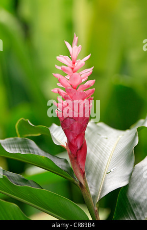 Kurkuma (Curcuma Longa), blühend, Kota Kinabalu, Sabah, Borneo, Malaysia, Asien Stockfoto