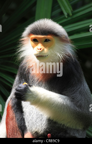 Rot-Schaft-Douc (Pygathrix Nemaeus), Porträt, Fütterung, Singapur, Asien Stockfoto