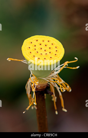 Indischen Lotus (Nelumbo Nucifera), Saatgut Kopf, Kota Kinabalu, Sabah, Malaysia, Borneo, Südost-Asien Stockfoto