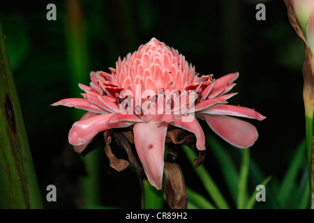 Etlingera, Kota Kinabalu, Sabah, Malaysia, Borneo, Südost-Asien Stockfoto