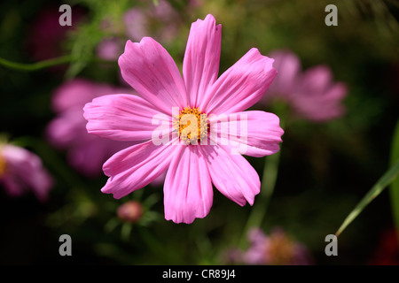 Garten-Kosmos oder mexikanische Aster (Cosmos Bipinnatus), Blüte Stockfoto