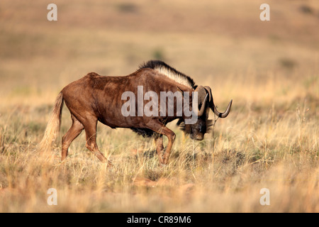 Schwarze Gnus (Connochaetes Gnou), Erwachsene, Mountain Zebra National Park, Südafrika, Afrika Stockfoto