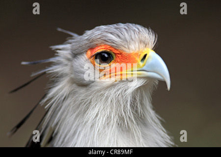 Sekretärin-Vogel (Sagittarius Serpentarius), Erwachsene, Porträt, Cape Town, Südafrika, Afrika Stockfoto