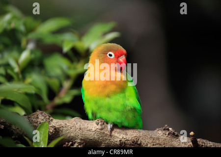 Fischers Lovebird (Agapornis Fischeri), Erwachsene, Baum, Afrika Stockfoto