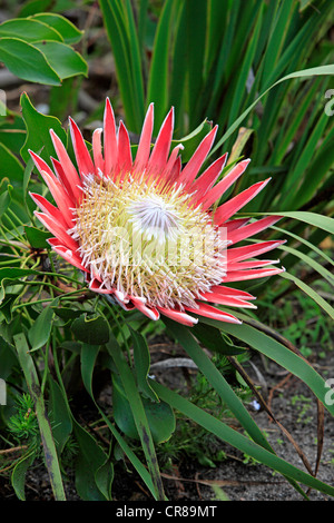 Königsprotea (Protea Cynaroides), blühend, Bettys Bay, Südafrika, Afrika Stockfoto