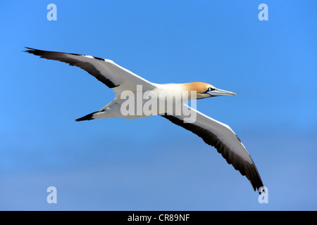 Cape Gannet (Morus Capensis) im Flug, Lamberts Bay, Südafrika, Afrika Stockfoto