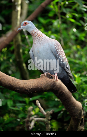 Gesprenkelte Taube oder afrikanische Rock Taube (Columba Guinea) Stockfoto