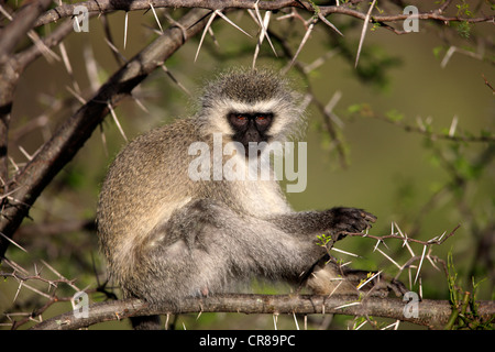 Grivet Affe (grüne Aethiops), Erwachsene, sitzt in einem Baum, Mountain Zebra National Park, Südafrika, Afrika Stockfoto