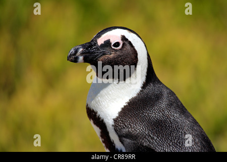 Afrikanische Pinguin oder Black-footed Pinguin (Spheniscus Demersus), Porträt, Boulder, Simons Town, Südafrika, Afrika Stockfoto
