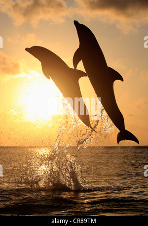 Zwei gemeinsame Tümmler (Tursiops Truncatus), Erwachsene, springen bei Sonnenuntergang, Roatan, Honduras, Karibik, Mittelamerika Stockfoto