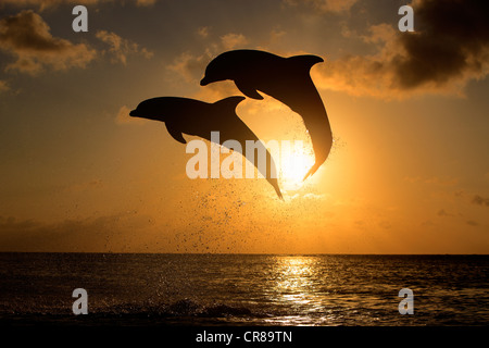 Zwei gemeinsame Tümmler (Tursiops Truncatus), Erwachsene, springen bei Sonnenuntergang, Roatan, Honduras, Karibik, Mittelamerika Stockfoto