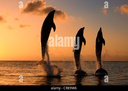 Drei gemeinsame Tümmler (Tursiops Truncatus), Erwachsene, springen bei Sonnenuntergang, Roatan, Honduras, Karibik, Mittelamerika Stockfoto