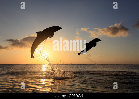 Zwei gemeinsame Tümmler (Tursiops Truncatus), Erwachsene, springen bei Sonnenuntergang, Roatan, Honduras, Karibik, Mittelamerika Stockfoto