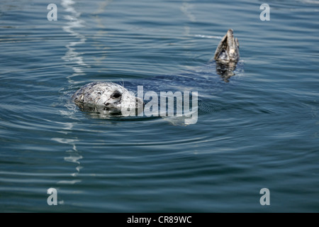 Hafen Sie Dichtung (Phoca Vitulina) einzelnen faulenzen im Inner Harbour Victoria British Columbia Stockfoto