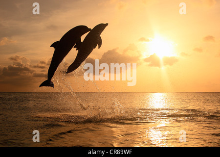 Zwei Tümmler (Tursiops Truncatus), Erwachsene, springen aus dem Meer, Roatan, Honduras, Karibik, Mittelamerika Stockfoto