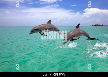 Zwei Tümmler (Tursiops Truncatus), Erwachsene, springen aus dem Meer, Roatan, Honduras, Karibik, Mittelamerika Stockfoto