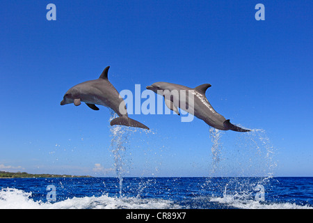 Zwei Tümmler (Tursiops Truncatus), Erwachsene, springen aus dem Meer, Roatan, Honduras, Karibik, Mittelamerika Stockfoto