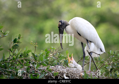 Holz-Storch (Mycteria Americana), Küken im Nest betteln Altvogel für Lebensmittel, Florida, USA, Amerika Stockfoto