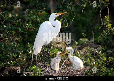 Silberreiher (Egretta Alba), Küken im Nest betteln Altvogel für Lebensmittel, Florida, USA, Amerika Stockfoto