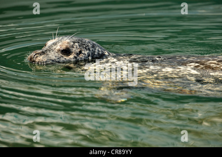 Hafen Sie Dichtung (Phoca Vitulina) einzelnen faulenzen im Inner Harbour Victoria British Columbia Stockfoto