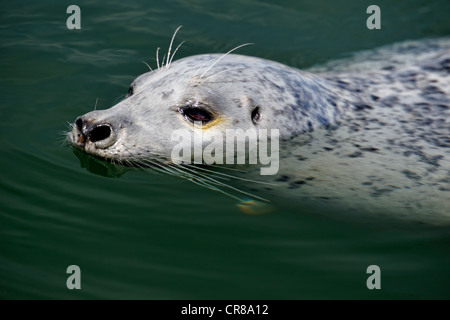 Hafen Sie Dichtung (Phoca Vitulina) einzelnen faulenzen im Inner Harbour Victoria British Columbia Stockfoto