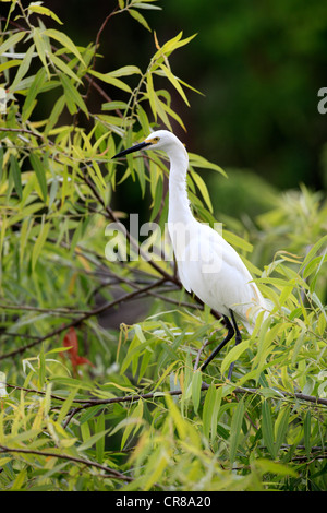 Snowy Silberreiher (Egretta unaufger), Erwachsene auf Zweig, Florida, USA, Amerika Stockfoto