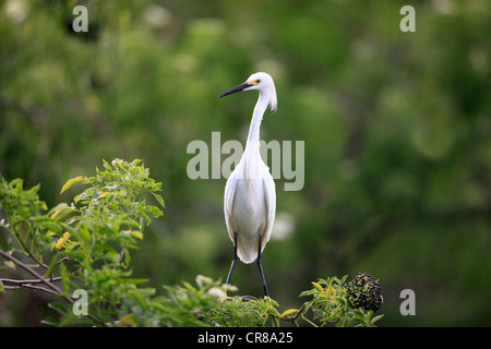 Snowy Silberreiher (Egretta unaufger), Erwachsene auf Zweig, Florida, USA, Amerika Stockfoto