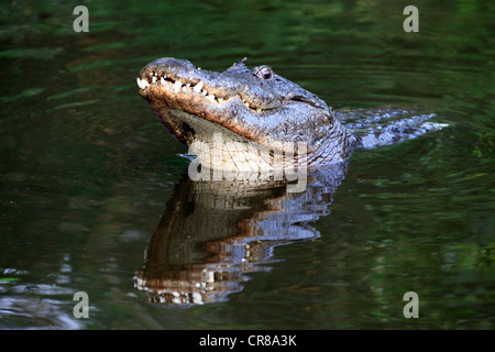 Amerikanischer Alligator (Alligator Mississippiensis), Männlich, Balz Dislpay, im Wasser, Porträt, Florida, USA Stockfoto