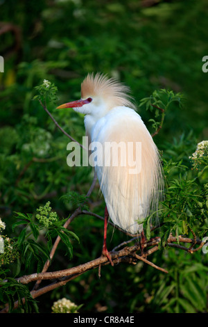 Kuhreiher (Bubulcus Ibis), Erwachsene auf Baum, Florida, USA Stockfoto