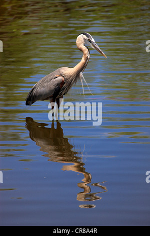 Great Blue Heron (Ardea Herodias) erwachsen, im Wasser, Futter, Florida, USA Stockfoto