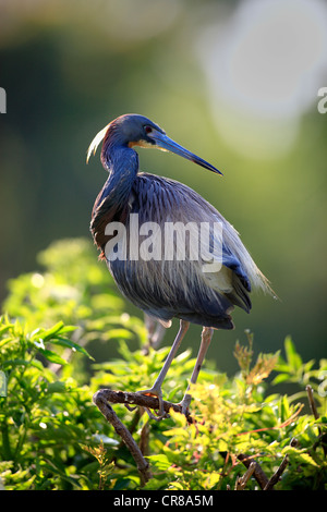 Dreifarbigen Reiher (Egretta Tricolor), Erwachsene auf Baum, Florida, USA Stockfoto