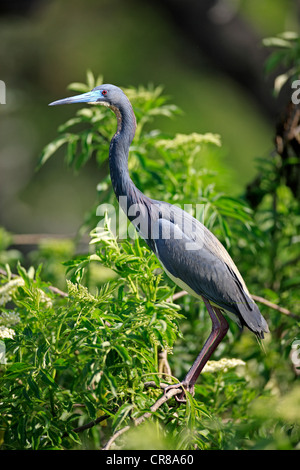 Dreifarbigen Reiher (Egretta Tricolor), Erwachsene auf Baum, Florida, USA Stockfoto