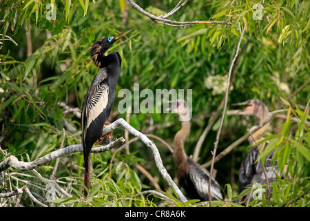 Snakebird oder Darter (Anhinga Anhinga), Erwachsene thront in der Zucht Gefieder, Orlando, Florida, USA, Amerika Stockfoto