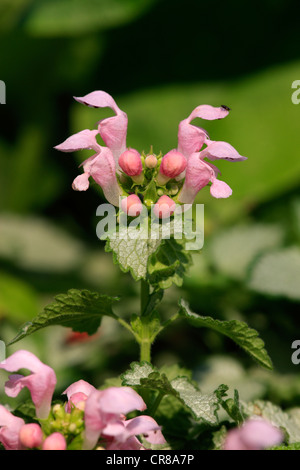 Weiße Taubnessel (Lamium Album), Blüte Stockfoto