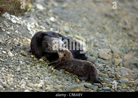 Seeotter (Enhydra Lutris), weiblichen Erwachsenen mit jungen, Monterey, Kalifornien, USA, Amerika Stockfoto