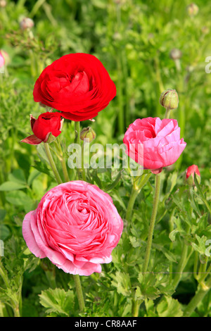 Persische Hahnenfuß (Ranunculus Asiaticus), blühend, Blumenbeet, Carlsbad, Kalifornien, USA Stockfoto