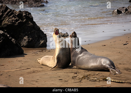 Nördlichen See-Elefanten (Mirounga Angustirostris), Jungbullen am Strand, Piedra Blancas, California, USA Stockfoto