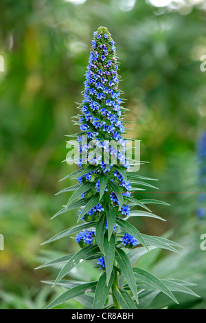 Stolz von Madeira (Echium Candicans), blühend, Kalifornien, USA Stockfoto